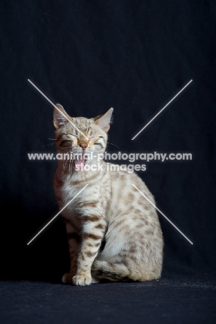 Bengal cat yawning, studio shot on black background