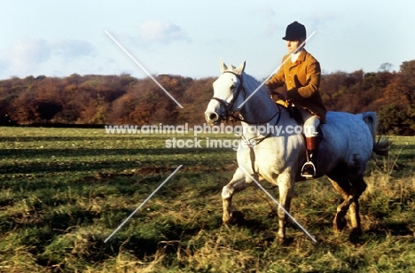 member of hunt staff of vale of aylesbury hunt with mustard coloured coat