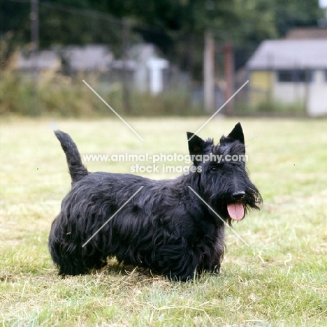 cheerful scottish terrier