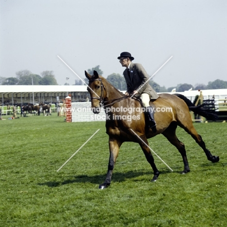 show hunter cantering in the ring