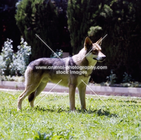 guzzi lupo zwart van helmond,  saarloos wolfhound on grass