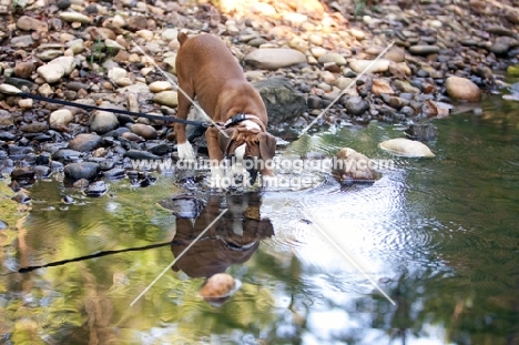 Boxer puppy standing in stream