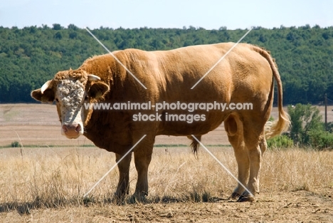 bull side view