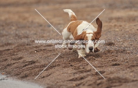 Basset Hound running on beach