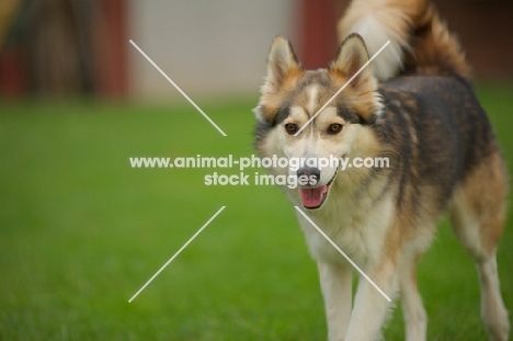 beautiful husky mix walking with tail up