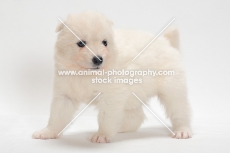 Samoyed puppy standing on white background