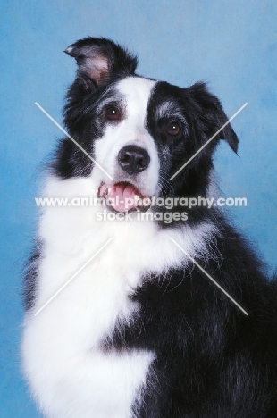 Border Collie on blue background