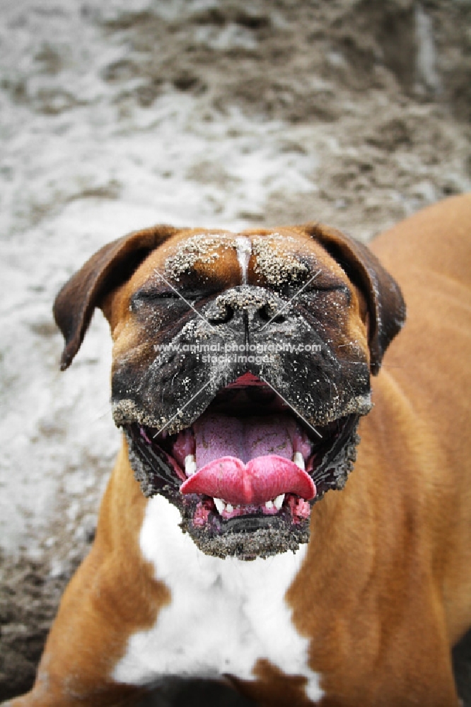Boxer with sandy face