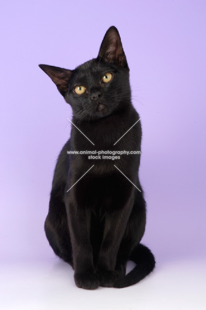 bombay cat on purple background