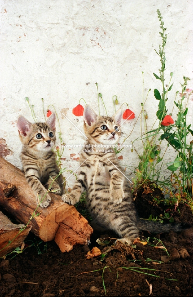 two tabby kittens outside