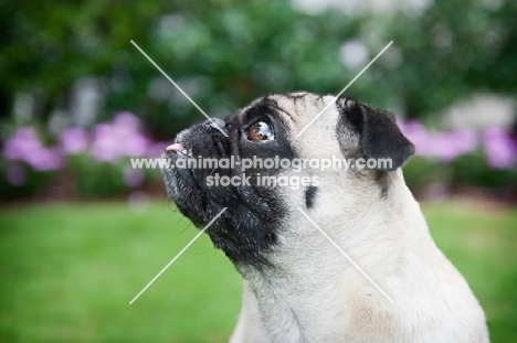 pug in profile