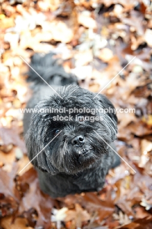 Lhasa Apso