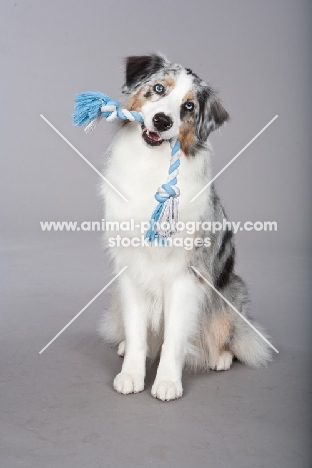 blue merle Australian Shepherd with rope