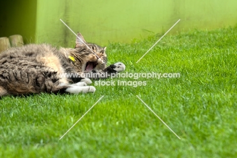 non pedigree tabby yawning