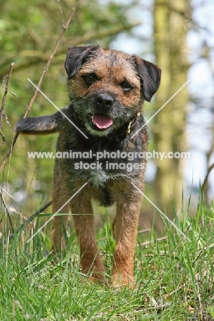 Border Terrier, full body, front view