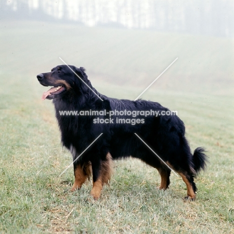 ger ch asko vom brunnenhof, hovawart standing in a misty field