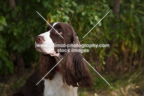 Head shot of English Springer Spaniel with greenery background