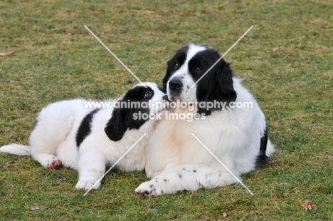 Newfoundland, also known as Landseer European Continental Type (E.C.T.)