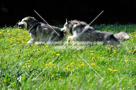 Alaskan Malamutes running in a field