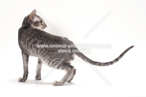 Oriental Shorthair turning, blue spotted tabby colour