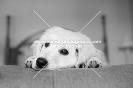 Golden retriever puppy lying on bed, resting his head.