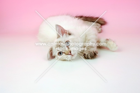 seal tortie tabby ragdoll cat