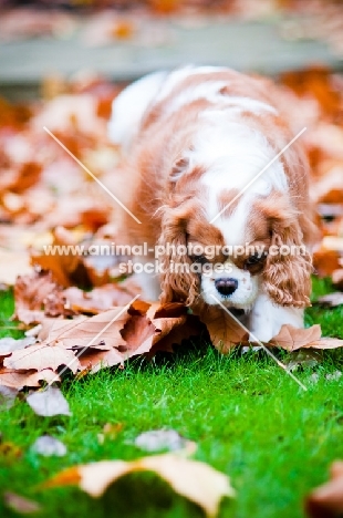 Cavalier King Charles Spaniel in autumn