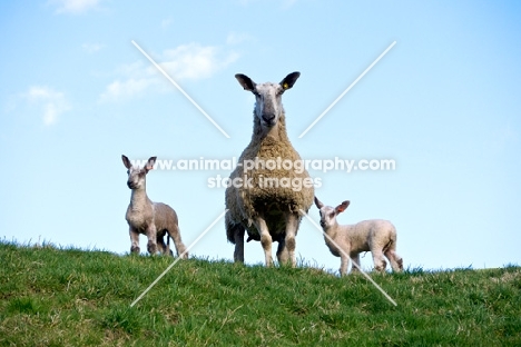 Bluefaced Leicester ewe & lambs