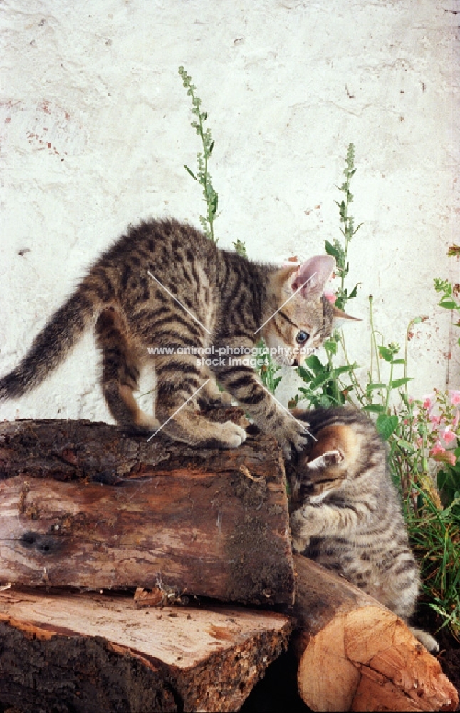 tabby kittens playing on a pile of logs