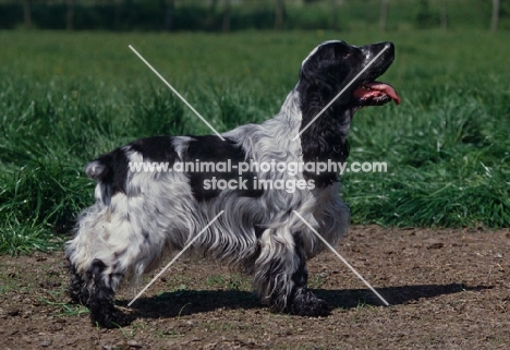 english cocker spaniel standing in a field