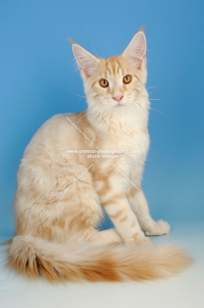 maine coon cat, cream tabby colour
