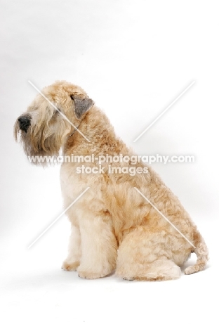 Australian champion Soft Coated Wheaten Terrier, sitting down