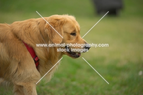 golden retriever with harness