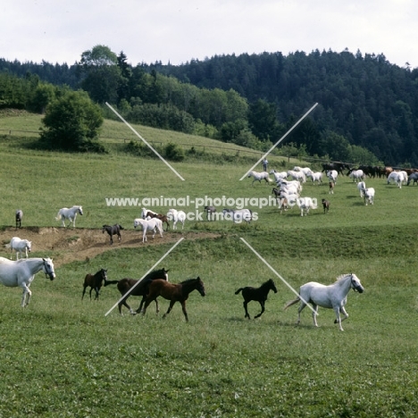 Lipizzaner mares and foals moving off in large group at piber