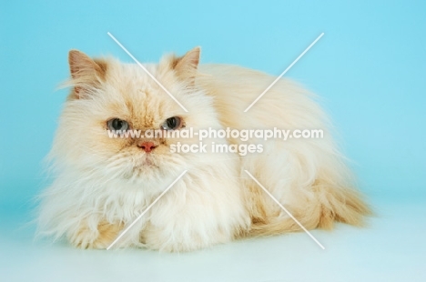 cream colourpoint cat. (Aka: Persian or Himalayan)