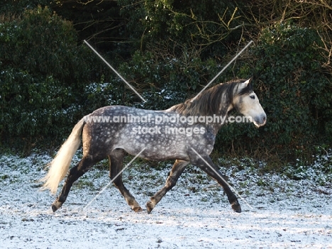 Andalusian running on snow
