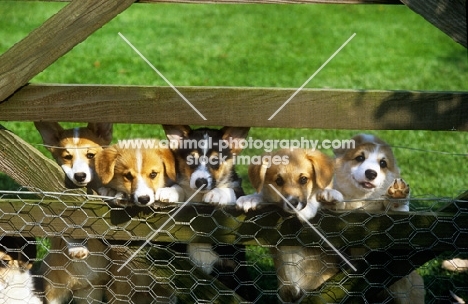 corgi puppies standing up and looking through gate