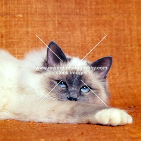 birman cat, blue point relaxing on sofa