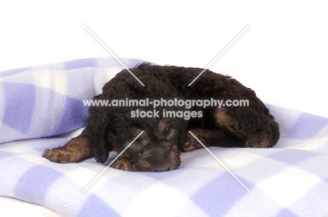 black Bedlington Terrier puppy on blanket