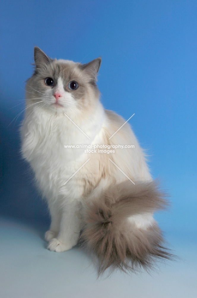 blue bi-colour ragdoll cat