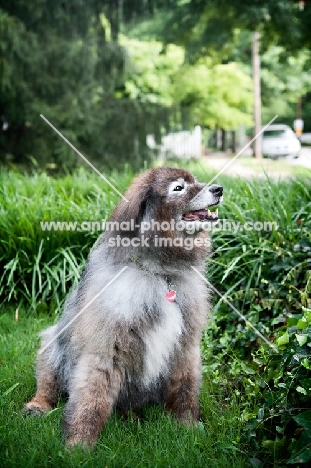 keeshond mix sitting in grass looking out