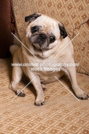 Pug sitting on chair