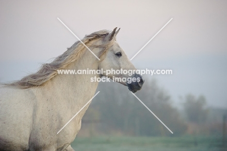 Andalusian profile