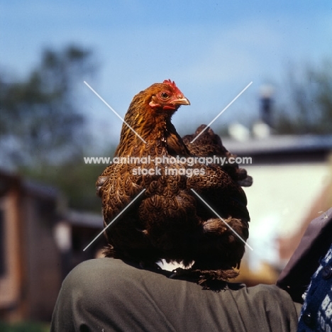 pekin bantam chicken posed on someone's knee