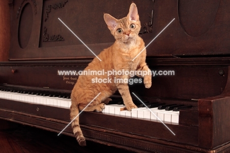 Devon Rex on piano