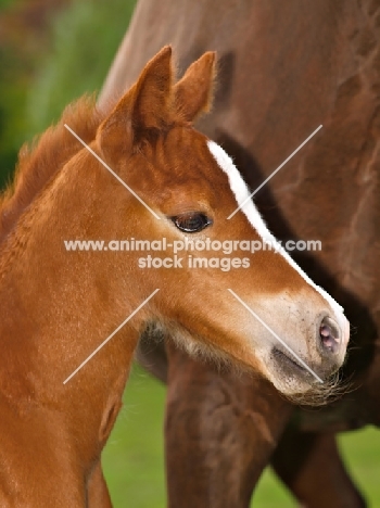 Welsh Cob (section d) foal