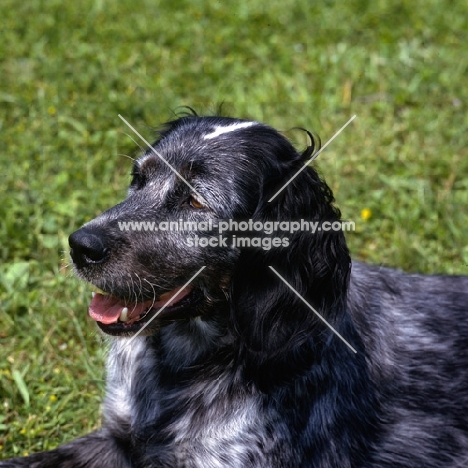 blue picardy spaniel head portrait