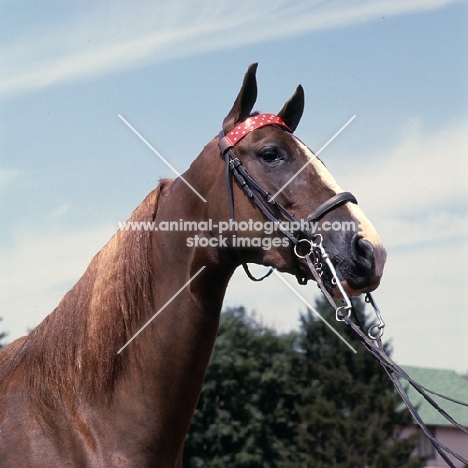 starheart sue, head study of American Saddlebred with long cheeked weymouth and bridoon bits