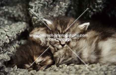 Three Scottish Fold kittens curled up sleeping. 