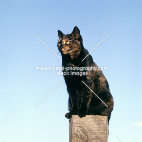 tortoiseshell non pedigree cat has a good look out